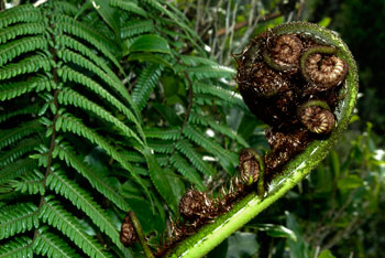 Fern Big